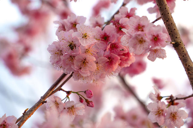 春日风景 樱花盛开 蜜蜂采蜜