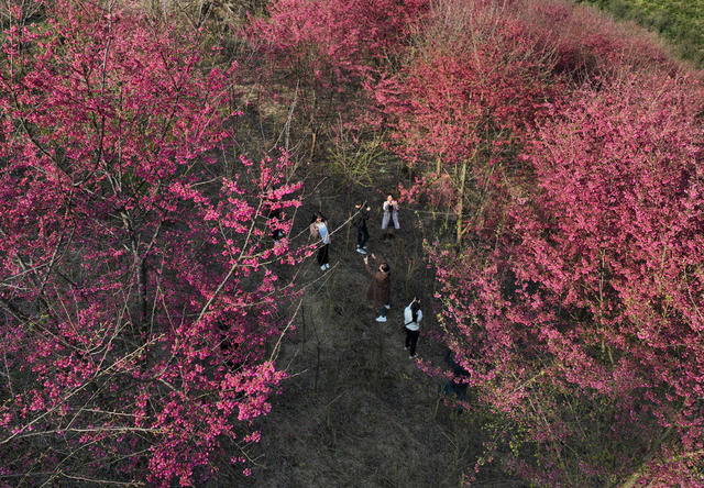 樱花绽放游客来