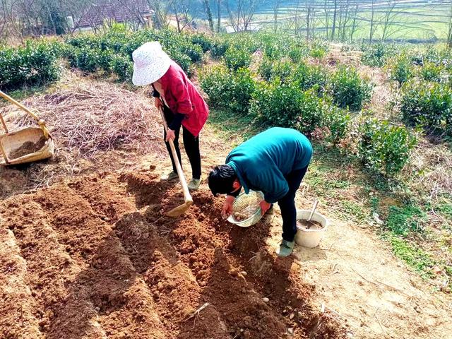 种植  新宁 马铃薯 作业