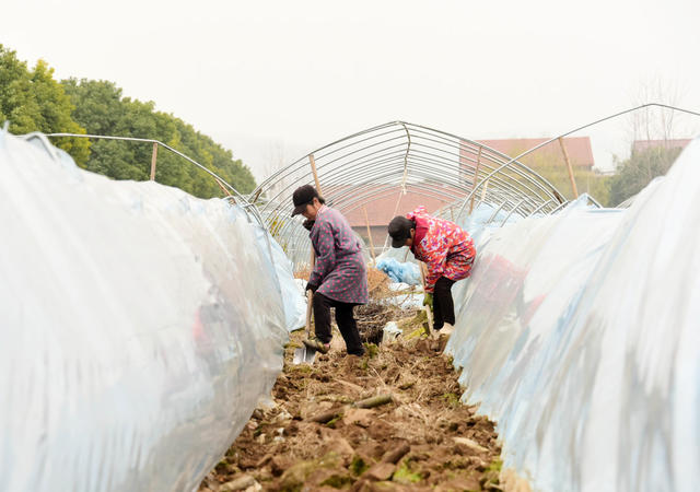 雨水节气  蔬菜基地  自然灾害  暴雪冰冻  大棚设施  生产自救