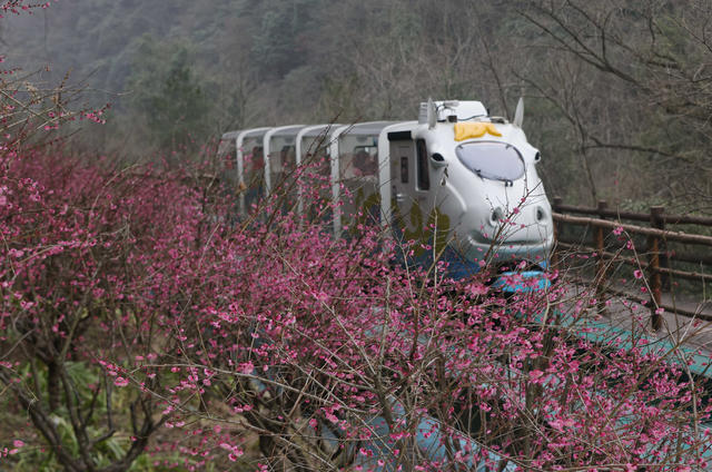 梅花 张家界 十里画廊 