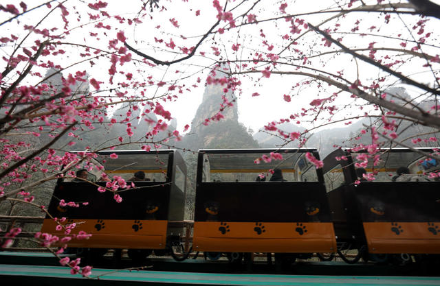 梅花 张家界 十里画廊 