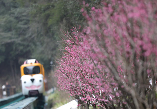 梅花 张家界 十里画廊 