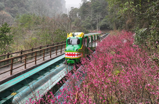 梅花 张家界 十里画廊 