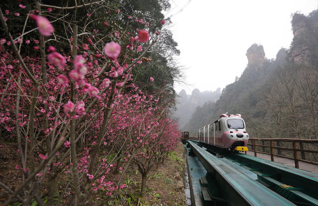 梅花 张家界 十里画廊 