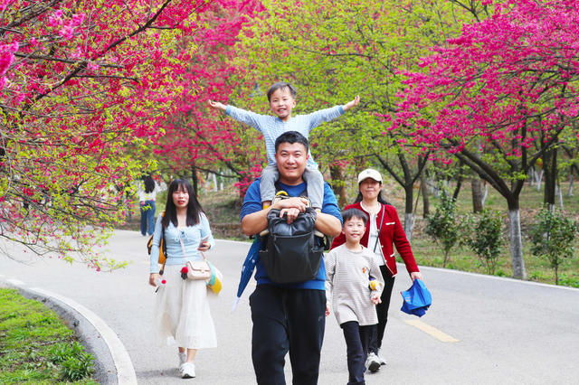 樱花  旅游  春光  