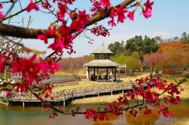 樱花  旅游  春光  