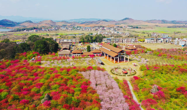 樱花  旅游  春光  