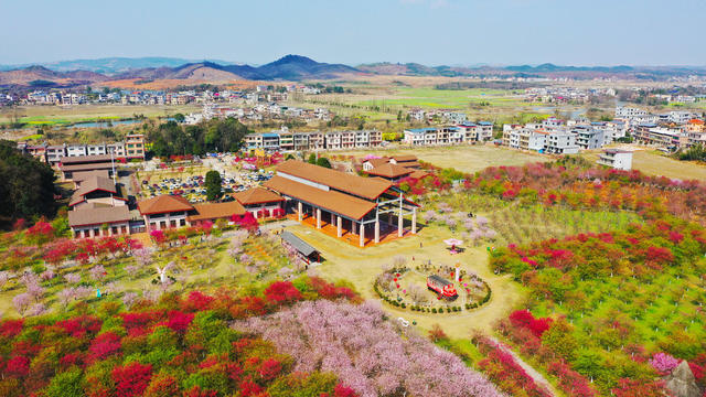 樱花  旅游  春光  