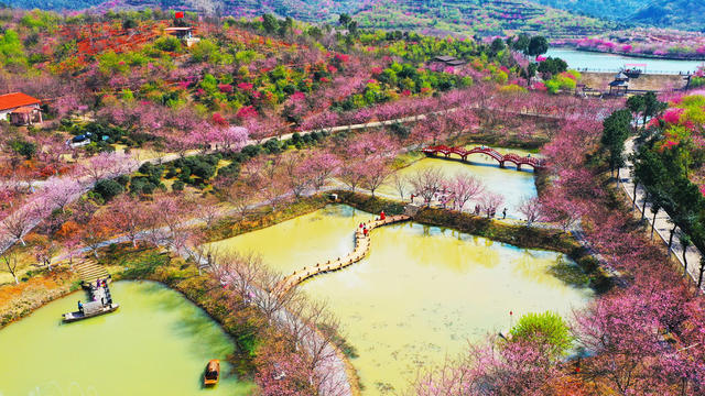 樱花  旅游  春光  