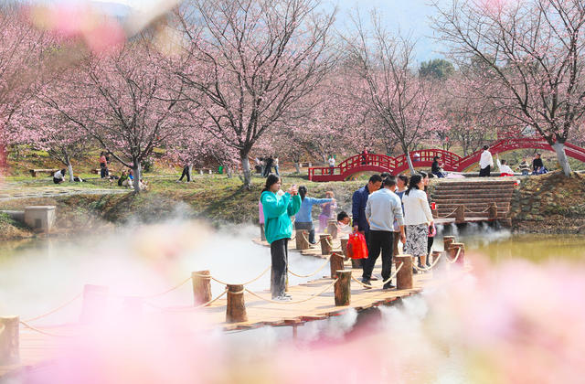 樱花  旅游  春光  