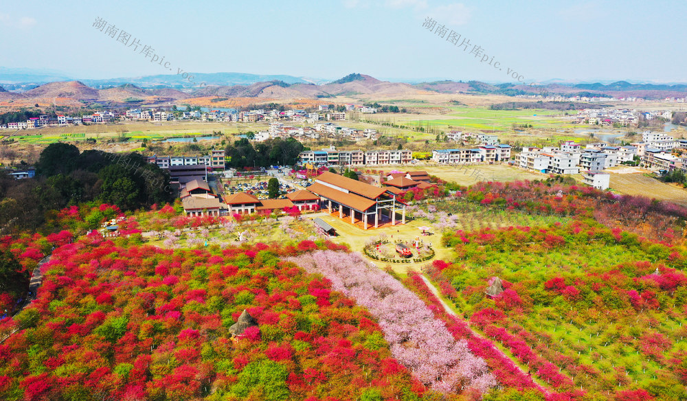 樱花  旅游  春光  