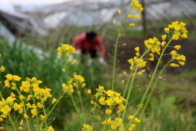 湖南，湘西，节气，雨水，农时，农民，劳作，忙碌
