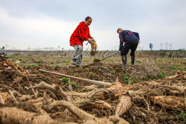 湖南，湘西，节气，雨水，农时，农民，劳作，忙碌