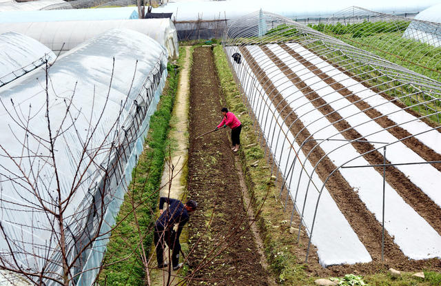  备耕  雨水 农民 农业  春耕   整地