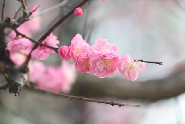 梅花 美景