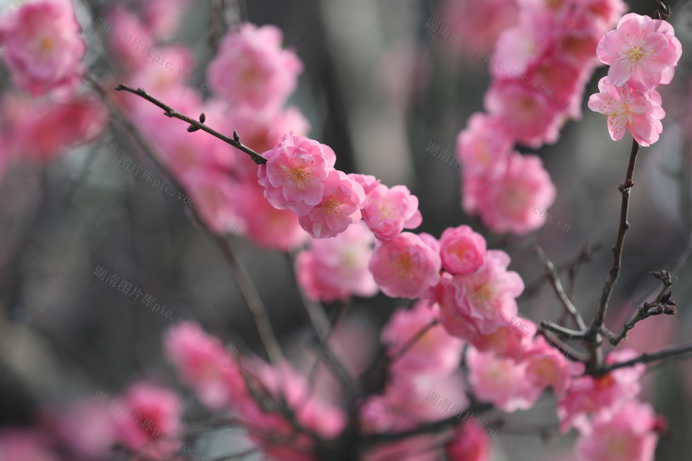 梅花 美景