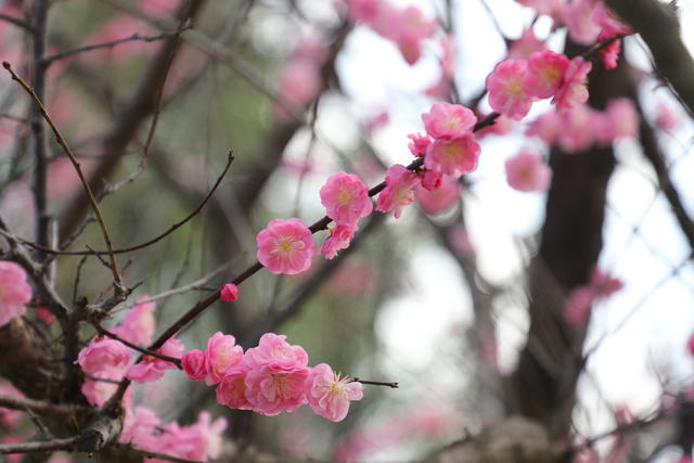 梅花 美景