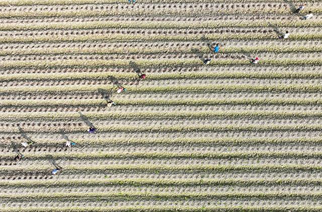 春耕 备耕 农时  晴天  春天  农民
