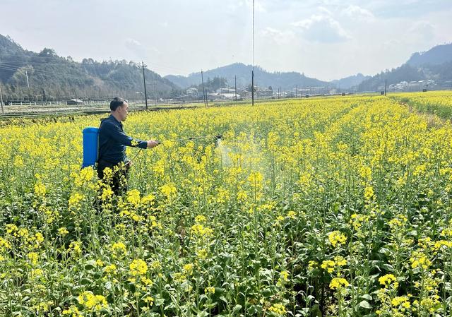 人勤春来早  油菜管护忙
