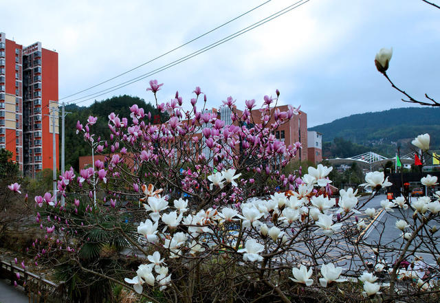 湖南桂东 玉兰 早春 美