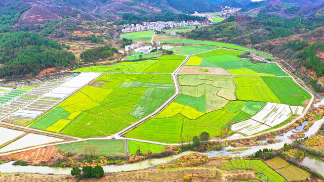 白菜花  乡村  田园  画卷