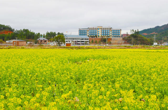 白菜花  乡村  田园  画卷