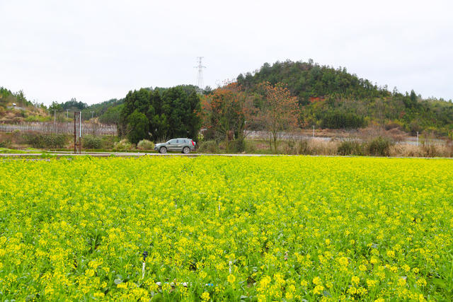 白菜花  乡村  田园  画卷