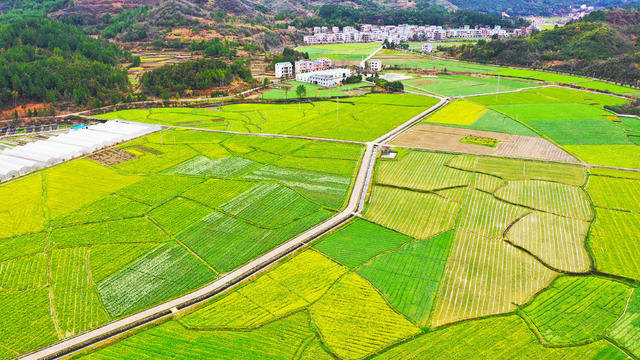 白菜花  乡村  田园  画卷