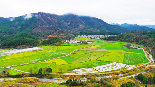 白菜花  乡村  田园  画卷