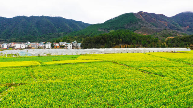白菜花  乡村  田园  画卷