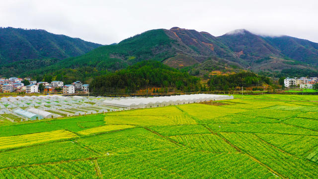 白菜花  乡村  田园  画卷
