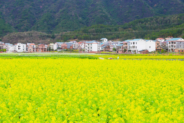 白菜花  乡村  田园  画卷