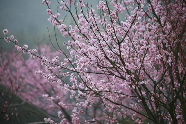 湖南郴州 苏仙区 飞天山镇  樱花茶园   黄建华 