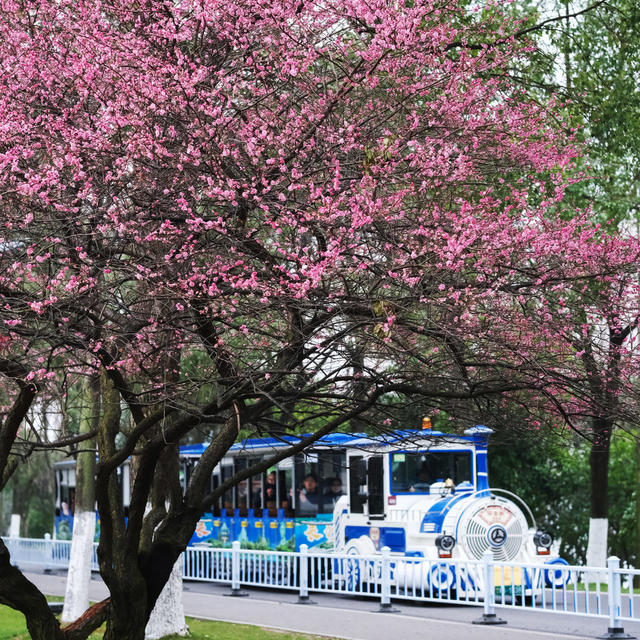 橘子洲景区，梅花绽放，春意浓