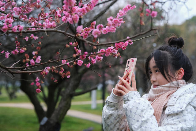 橘子洲景区，梅花绽放，春意浓