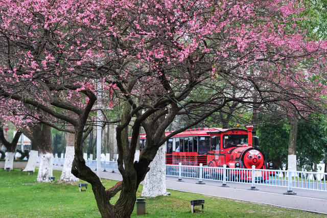 橘子洲景区，梅花绽放，春意浓