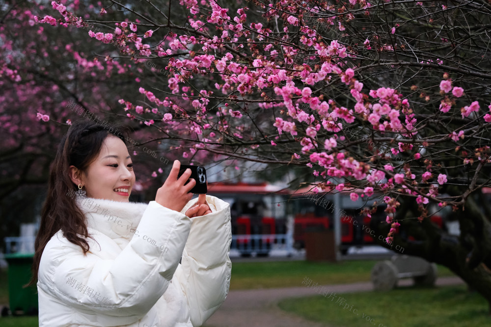 橘子洲景区，梅花绽放，春意浓