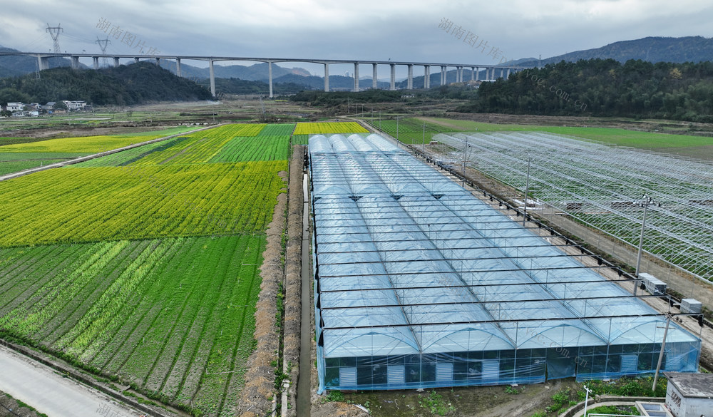 湖南郴州市   坳上镇   蔬菜基地 黄建华