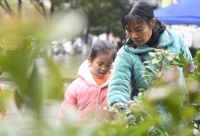 苗森
苗木
树苗
道县
植树
