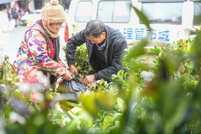 苗森
苗木
树苗
道县
植树