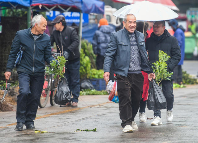 苗森
苗木
树苗
道县
植树