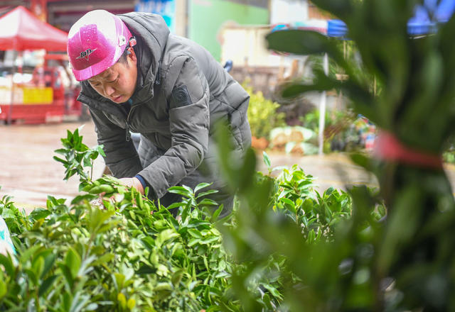 苗森
苗木
树苗
道县
植树