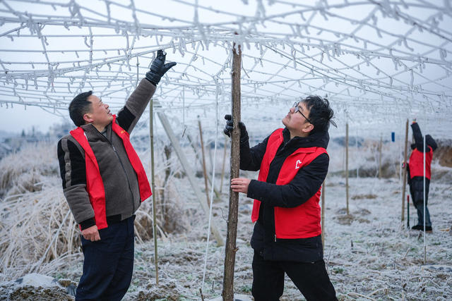 志愿服务 雨雪冰冻 护产业