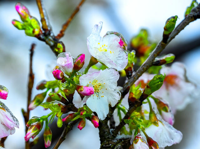 冰雪  花卉  植物  艳丽