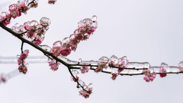 冰凌  梅花  冰冻   春寒
花


