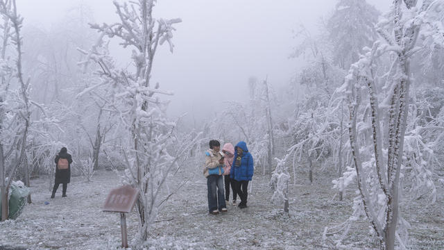 冰雪  景区  游玩  假期  梅花