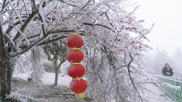 冰雪  景区  游玩  假期  梅花