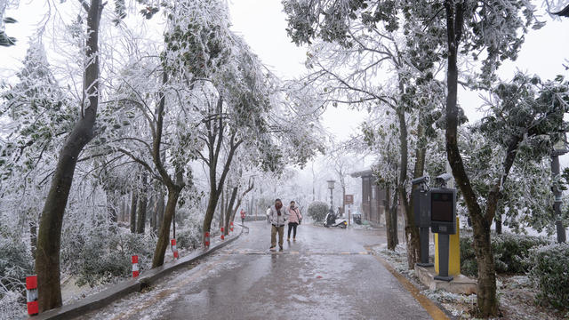 冰雪  景区  游玩  假期  梅花