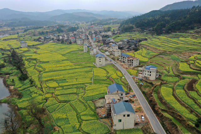 美丽 乡村 旅游 稻油 轮作 花海 经济
